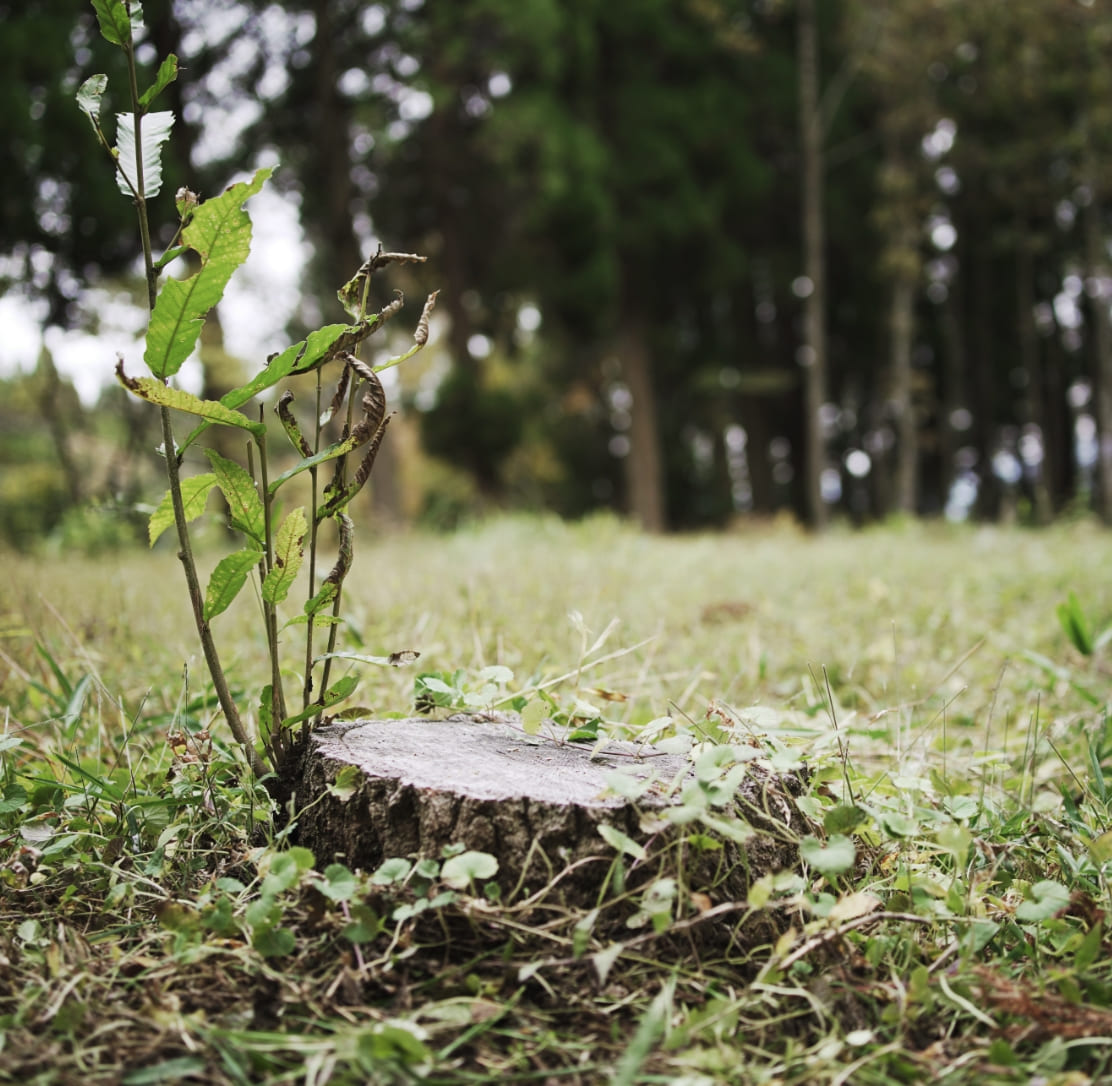 Sustainability related image 1